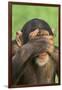 Chimpanzee-DLILLC-Framed Photographic Print