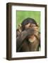 Chimpanzee-DLILLC-Framed Photographic Print