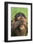 Chimpanzee-DLILLC-Framed Photographic Print