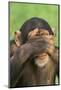 Chimpanzee-DLILLC-Mounted Photographic Print