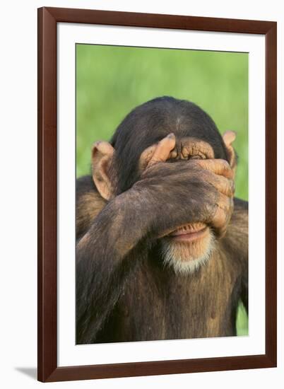 Chimpanzee-DLILLC-Framed Photographic Print