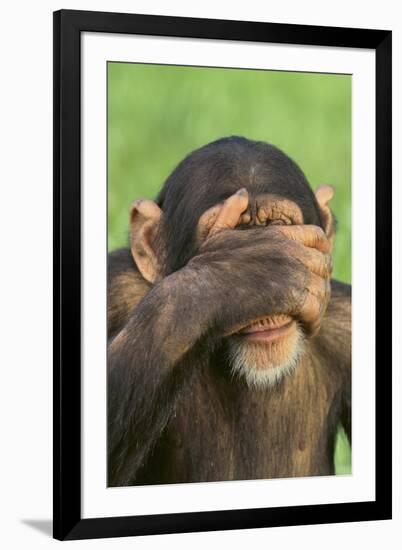 Chimpanzee-DLILLC-Framed Photographic Print