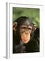 Chimpanzee-DLILLC-Framed Photographic Print