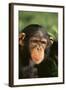 Chimpanzee-DLILLC-Framed Photographic Print