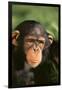 Chimpanzee-DLILLC-Framed Photographic Print