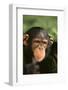 Chimpanzee-DLILLC-Framed Photographic Print