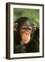 Chimpanzee-DLILLC-Framed Photographic Print