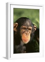 Chimpanzee-DLILLC-Framed Photographic Print