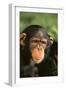 Chimpanzee-DLILLC-Framed Photographic Print