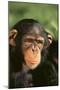 Chimpanzee-DLILLC-Mounted Photographic Print