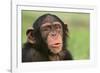 Chimpanzee-DLILLC-Framed Photographic Print