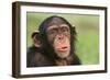 Chimpanzee-DLILLC-Framed Photographic Print