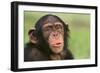 Chimpanzee-DLILLC-Framed Photographic Print