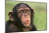 Chimpanzee-DLILLC-Mounted Photographic Print