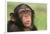 Chimpanzee-DLILLC-Framed Photographic Print