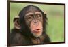 Chimpanzee-DLILLC-Framed Photographic Print