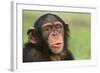 Chimpanzee-DLILLC-Framed Photographic Print