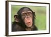 Chimpanzee-DLILLC-Framed Photographic Print