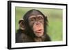 Chimpanzee-DLILLC-Framed Photographic Print