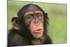 Chimpanzee-DLILLC-Mounted Photographic Print