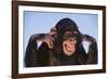 Chimpanzee-DLILLC-Framed Photographic Print