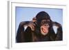 Chimpanzee-DLILLC-Framed Photographic Print