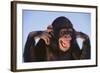 Chimpanzee-DLILLC-Framed Photographic Print