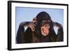 Chimpanzee-DLILLC-Framed Photographic Print