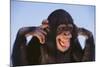 Chimpanzee-DLILLC-Mounted Photographic Print