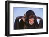 Chimpanzee-DLILLC-Framed Photographic Print