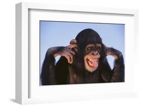 Chimpanzee-DLILLC-Framed Photographic Print