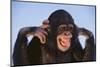 Chimpanzee-DLILLC-Mounted Photographic Print