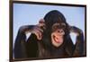 Chimpanzee-DLILLC-Framed Photographic Print