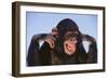 Chimpanzee-DLILLC-Framed Photographic Print