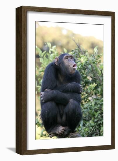 Chimpanzee-null-Framed Photographic Print