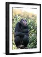 Chimpanzee-null-Framed Photographic Print