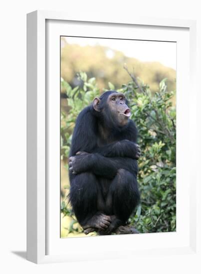 Chimpanzee-null-Framed Photographic Print