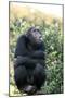 Chimpanzee-null-Mounted Photographic Print