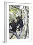 Chimpanzee-null-Framed Photographic Print