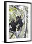 Chimpanzee-null-Framed Photographic Print