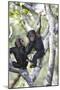 Chimpanzee-null-Mounted Photographic Print