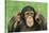 Chimpanzee-DLILLC-Stretched Canvas