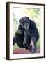 Chimpanzee-Lantern Press-Framed Art Print