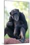 Chimpanzee-Lantern Press-Mounted Art Print