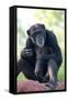 Chimpanzee-Lantern Press-Framed Stretched Canvas