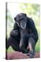 Chimpanzee-Lantern Press-Stretched Canvas