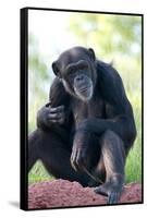 Chimpanzee-Lantern Press-Framed Stretched Canvas