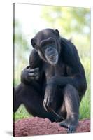 Chimpanzee-Lantern Press-Stretched Canvas