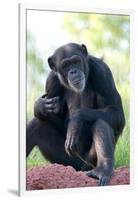 Chimpanzee-Lantern Press-Framed Art Print