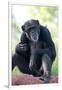 Chimpanzee-Lantern Press-Framed Art Print